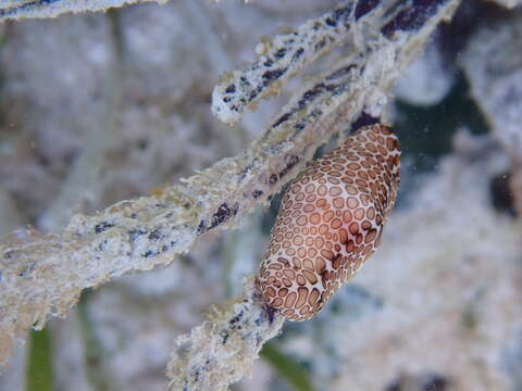 Image of Cyphoma mcgintyi Pilsbry 1939