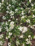 Image of Sticky daisy bush