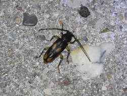 Image of Ash and Privet Borer