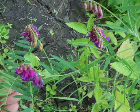 Image of Vicia megalotropis Ledeb.