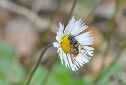 Image of Ferdinandea fumipennis Kassebeer 1999