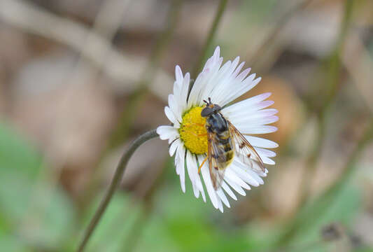 Image of Ferdinandea fumipennis Kassebeer 1999