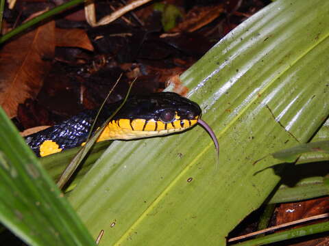 Image of Gold-ringed Cat snake