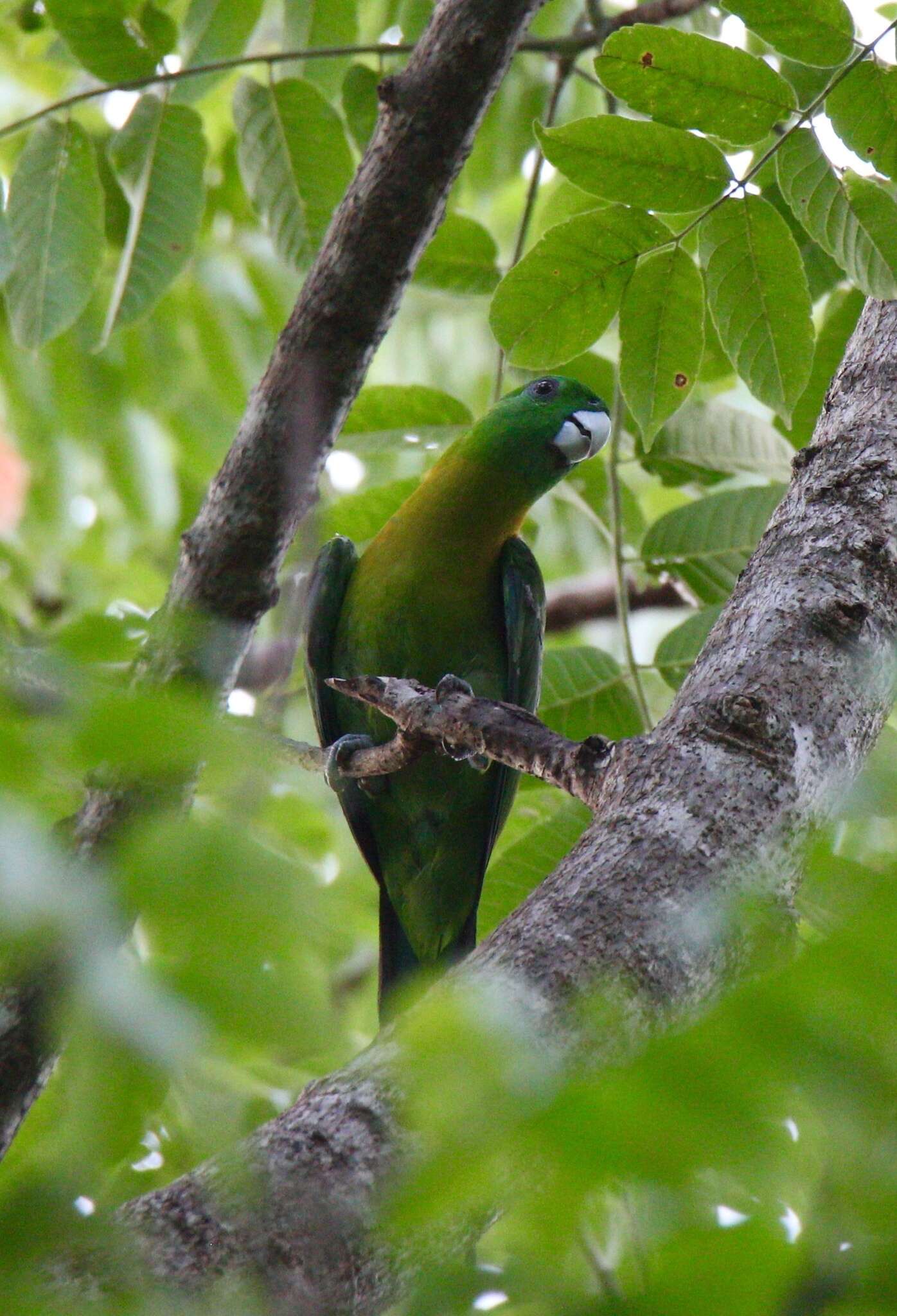 Image of Yellow-breasted Racket-tail