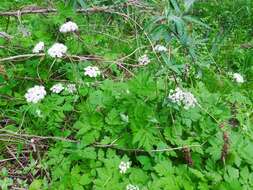 Image of Chaerophyllum hirsutum L.