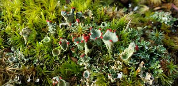 Image of cup lichen