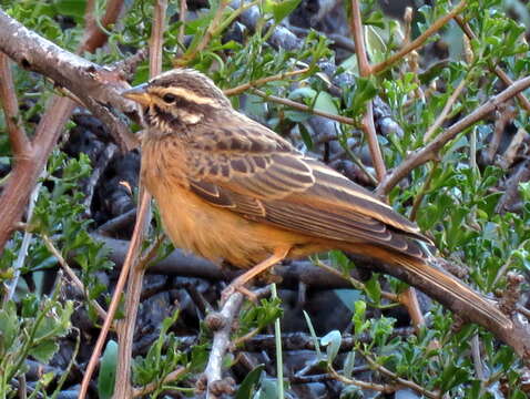 Image of Emberiza tahapisi tahapisi Smith & A 1836