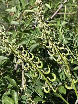 Image of Russian milkvetch