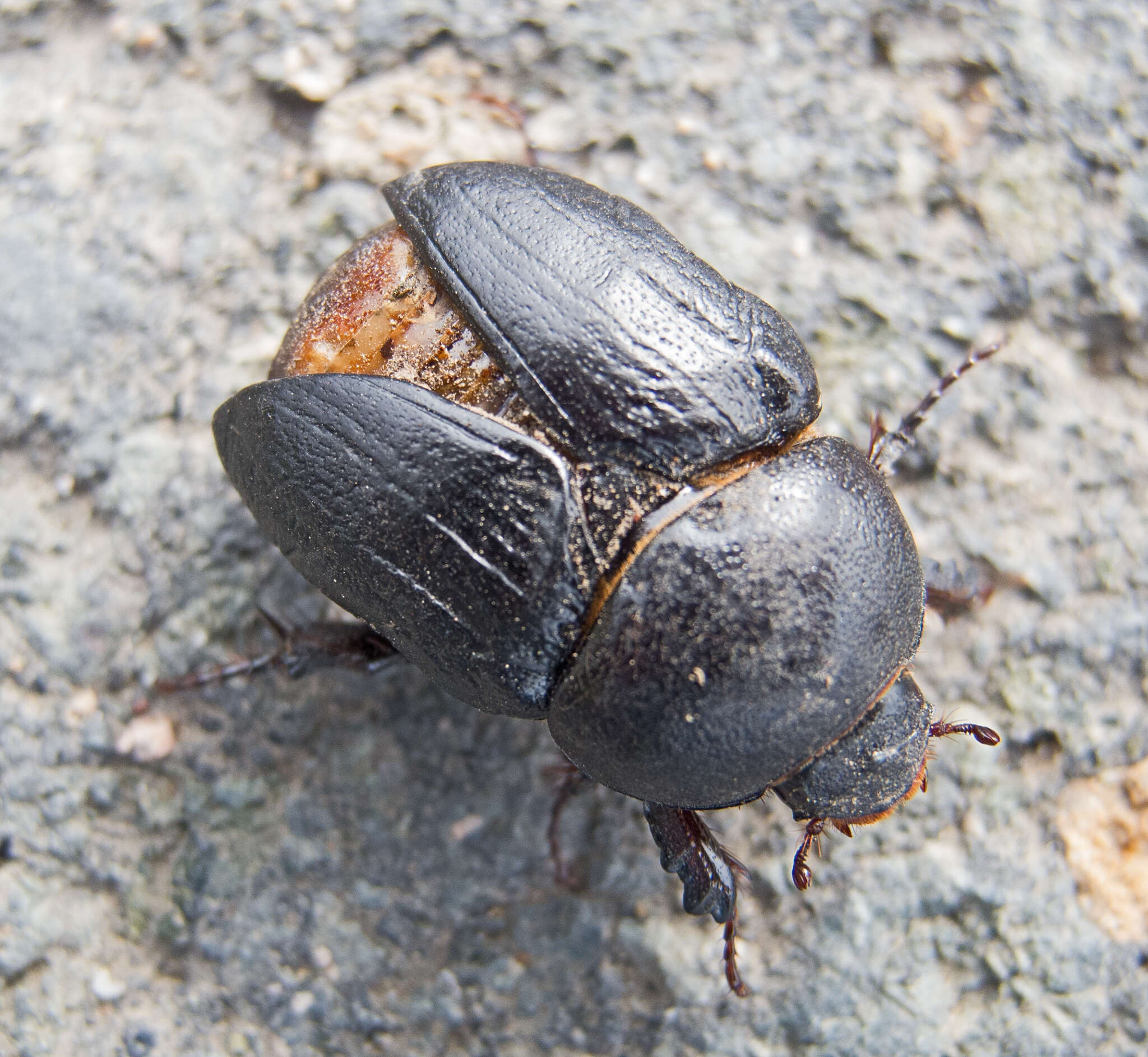 Image of Pentodon idiota (Herbst 1789)