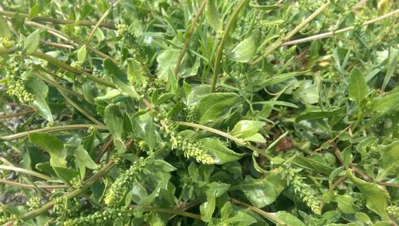 Image of sea beet