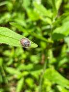 Слика од Physonota unipunctata (Say 1824)