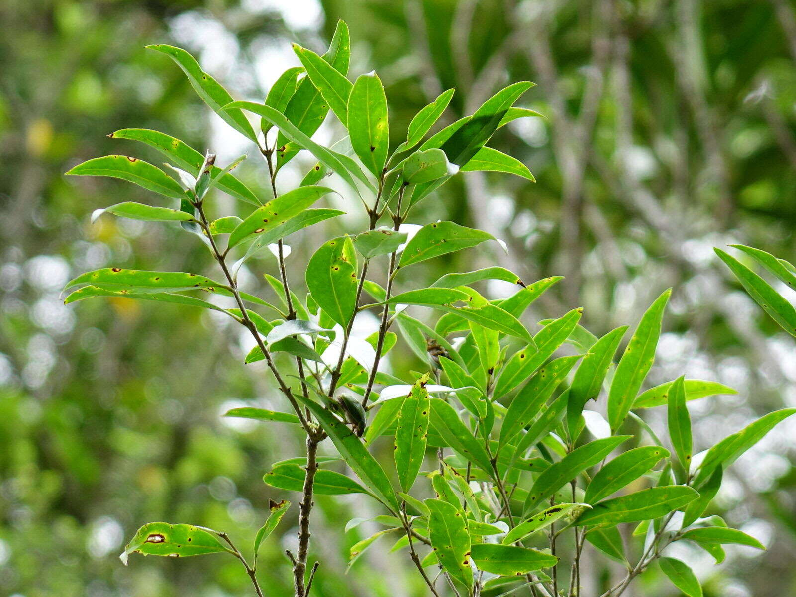 Image of Nestegis lanceolata (Hook. fil.) L. A. S. Johnson