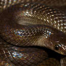 Image of Mexican Hook-nosed Snake