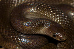 Image of Mexican Hook-nosed Snake