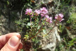 Thymus longicaulis C. Presl resmi