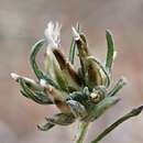 Image of Rhodanthe pygmaea (DC.) P. G. Wilson