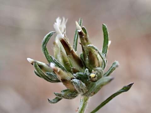 صورة Rhodanthe pygmaea (DC.) P. G. Wilson