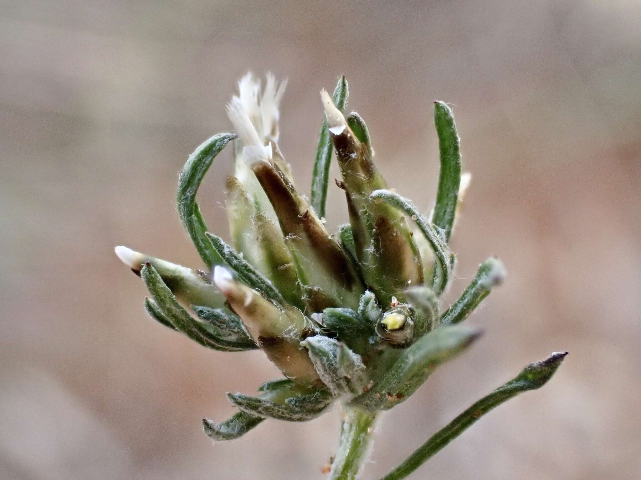 Image of Rhodanthe pygmaea (DC.) P. G. Wilson