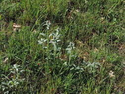 Imagem de Stachys cretica subsp. salviifolia (Ten.) Rech. fil.