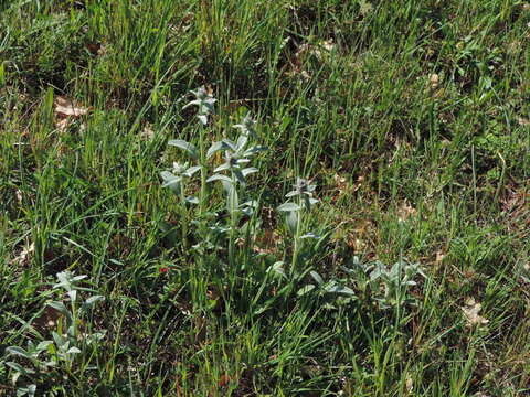 Imagem de Stachys cretica subsp. salviifolia (Ten.) Rech. fil.