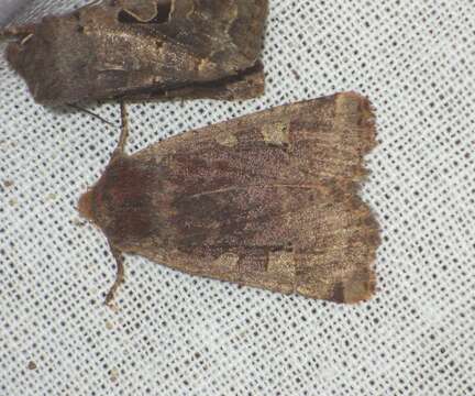 Image of red-headed chestnut