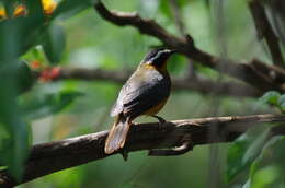 Image of Heuglin's Robin