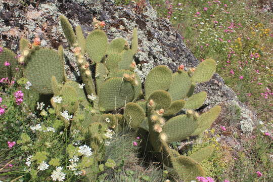 Image of Opuntia scheeri F. A. C. Weber