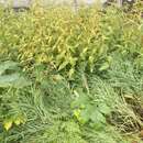 Sivun Urtica platyphylla Wedd. kuva