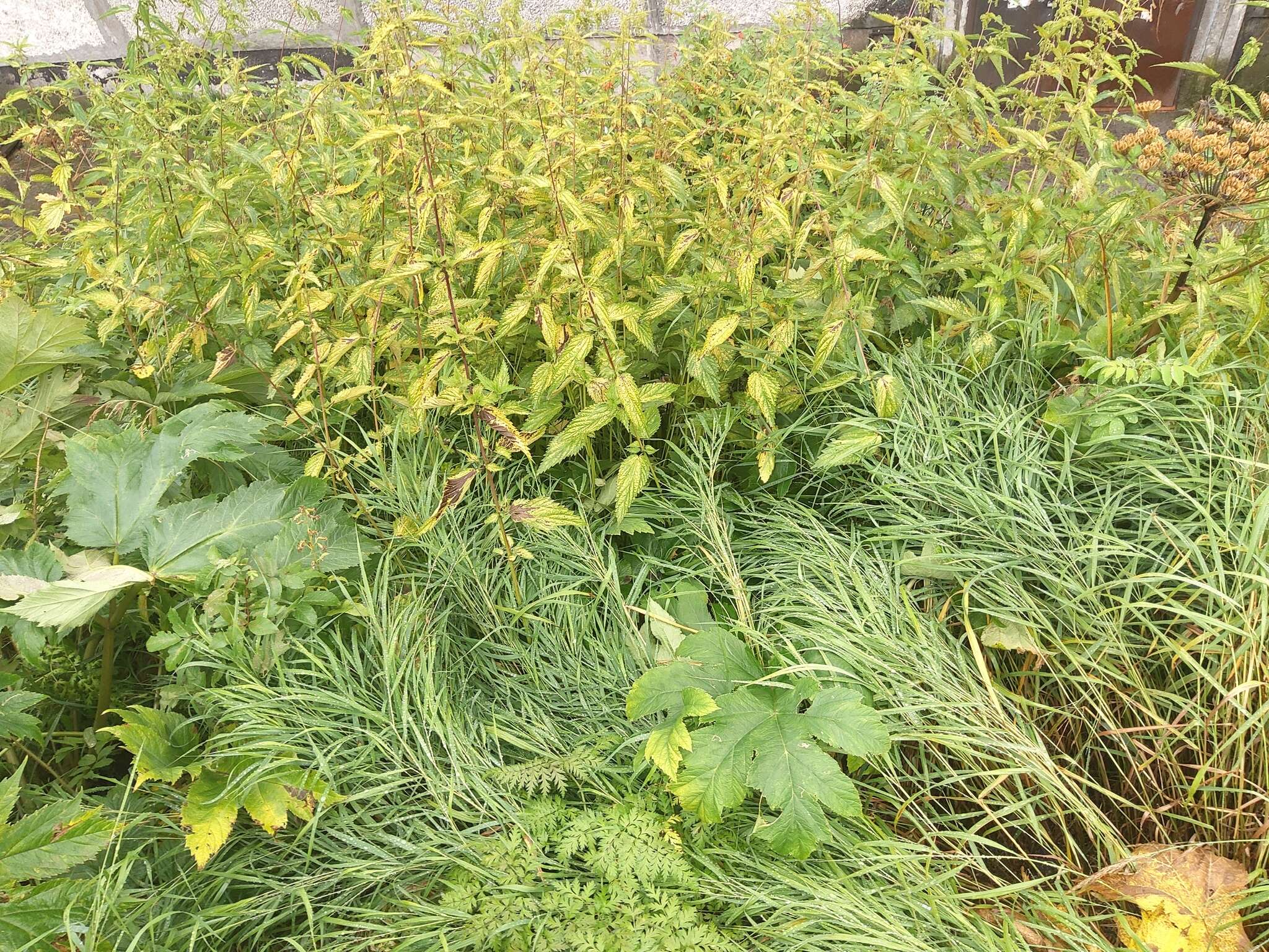 Image of Urtica platyphylla Wedd.