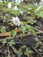 Image of Anemone amurensis Korshinsky