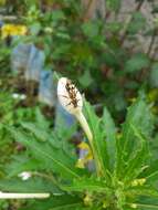 Image of Bamboo longhorn beetle