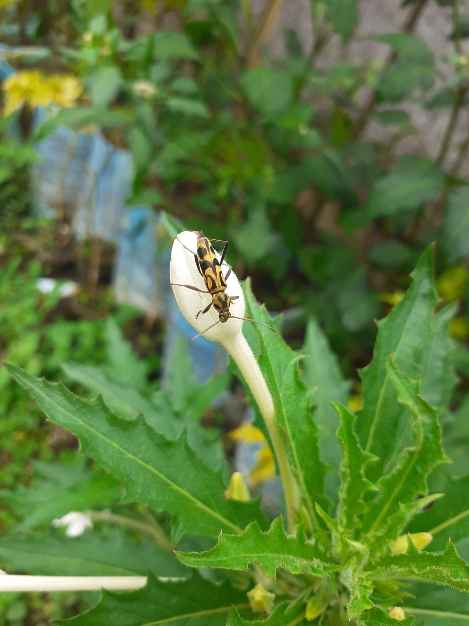 Image of Bamboo longhorn beetle