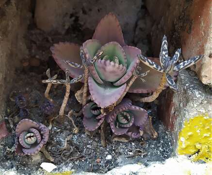 Kalanchoe laetivirens Descoings resmi