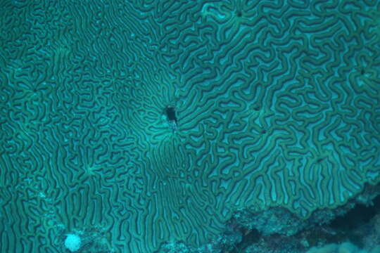 Image of Brain coral