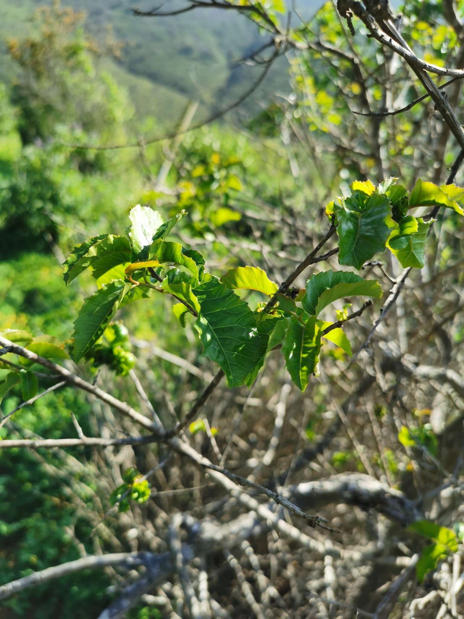 Image of Schinus latifolius (Gillies ex Lindl.) Engl.