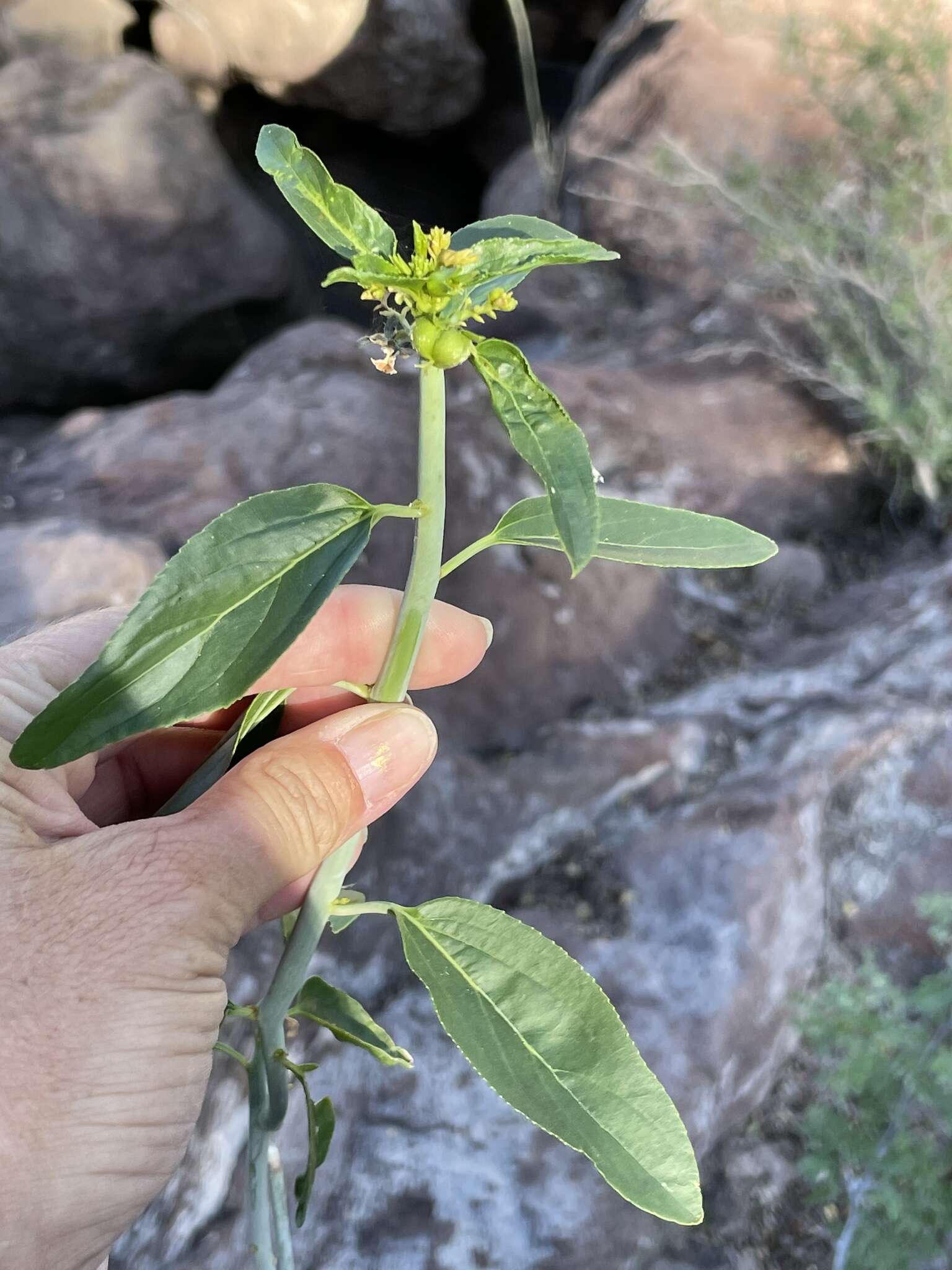 Image of Sonoran silverbush