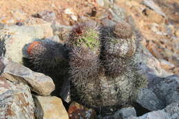 Image of Melocactus peruvianus Vaupel