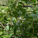 Image of Zabelia corymbosa (Regel & Schmalh.) Makino