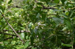 Image of Zabelia corymbosa (Regel & Schmalh.) Makino