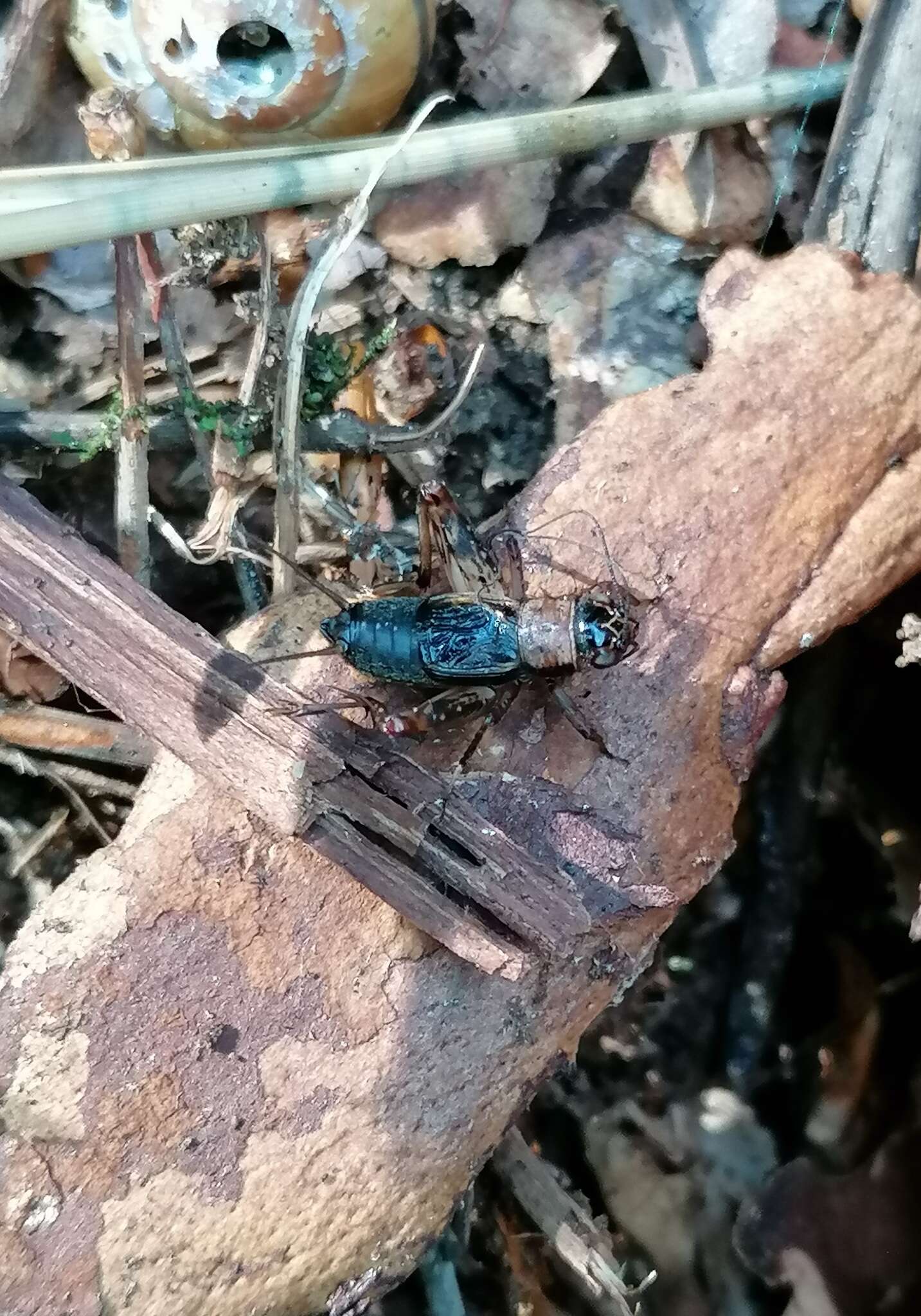 Image of ground cricket