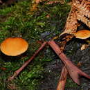 Imagem de Gymnopilus austropicreus B. J. Rees 2001