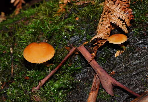 Image de Gymnopilus austropicreus B. J. Rees 2001