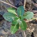 Image of Columbia Gorge rockcress