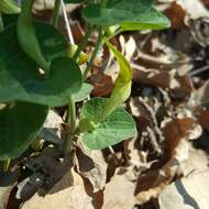 Image de Aristolochia pallida Willd.