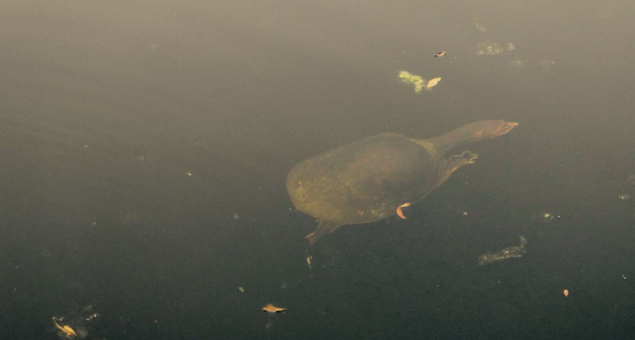 Image of Florida Softshell Turtle