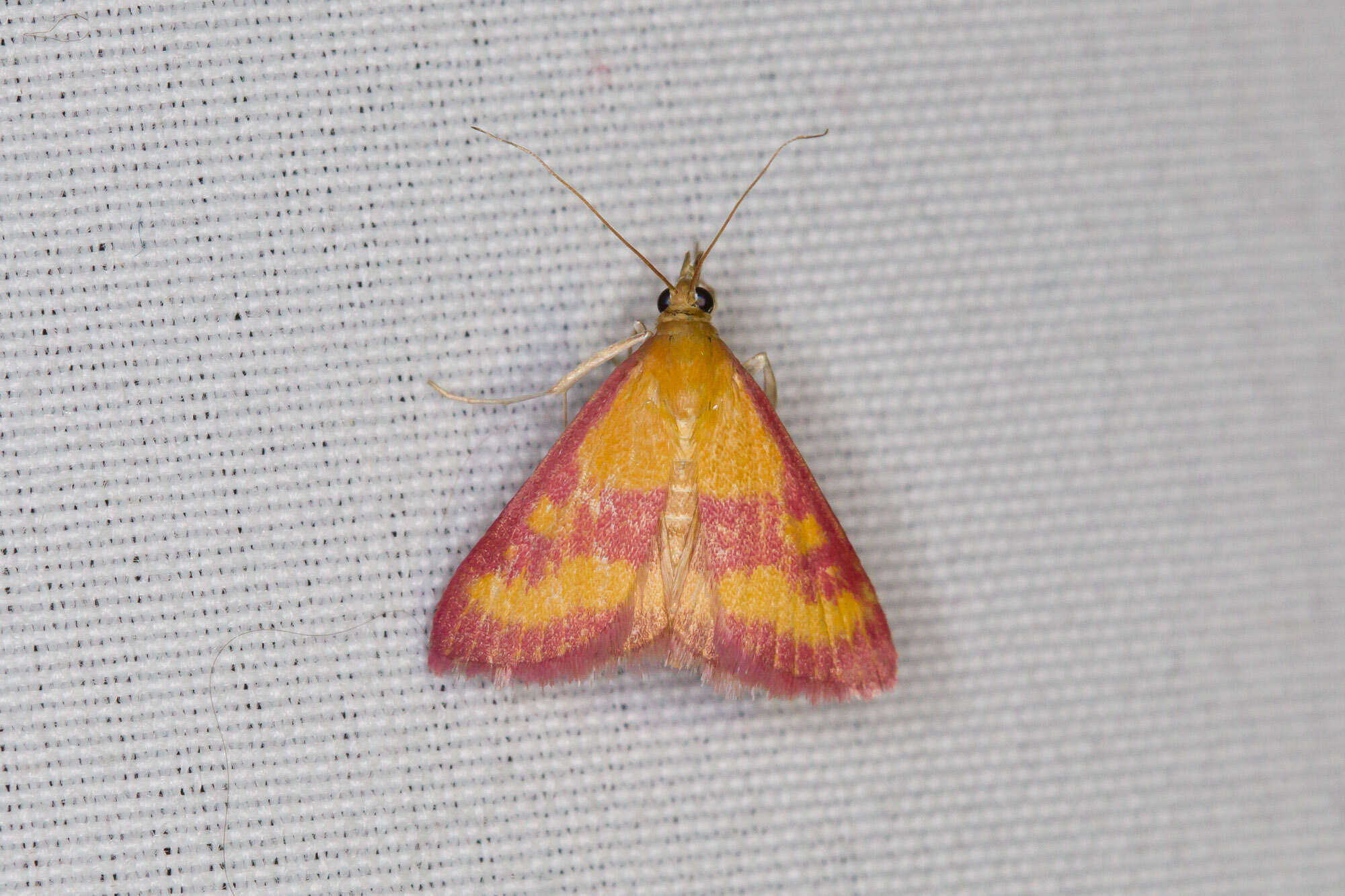 Image of Southern Purple Mint Moth