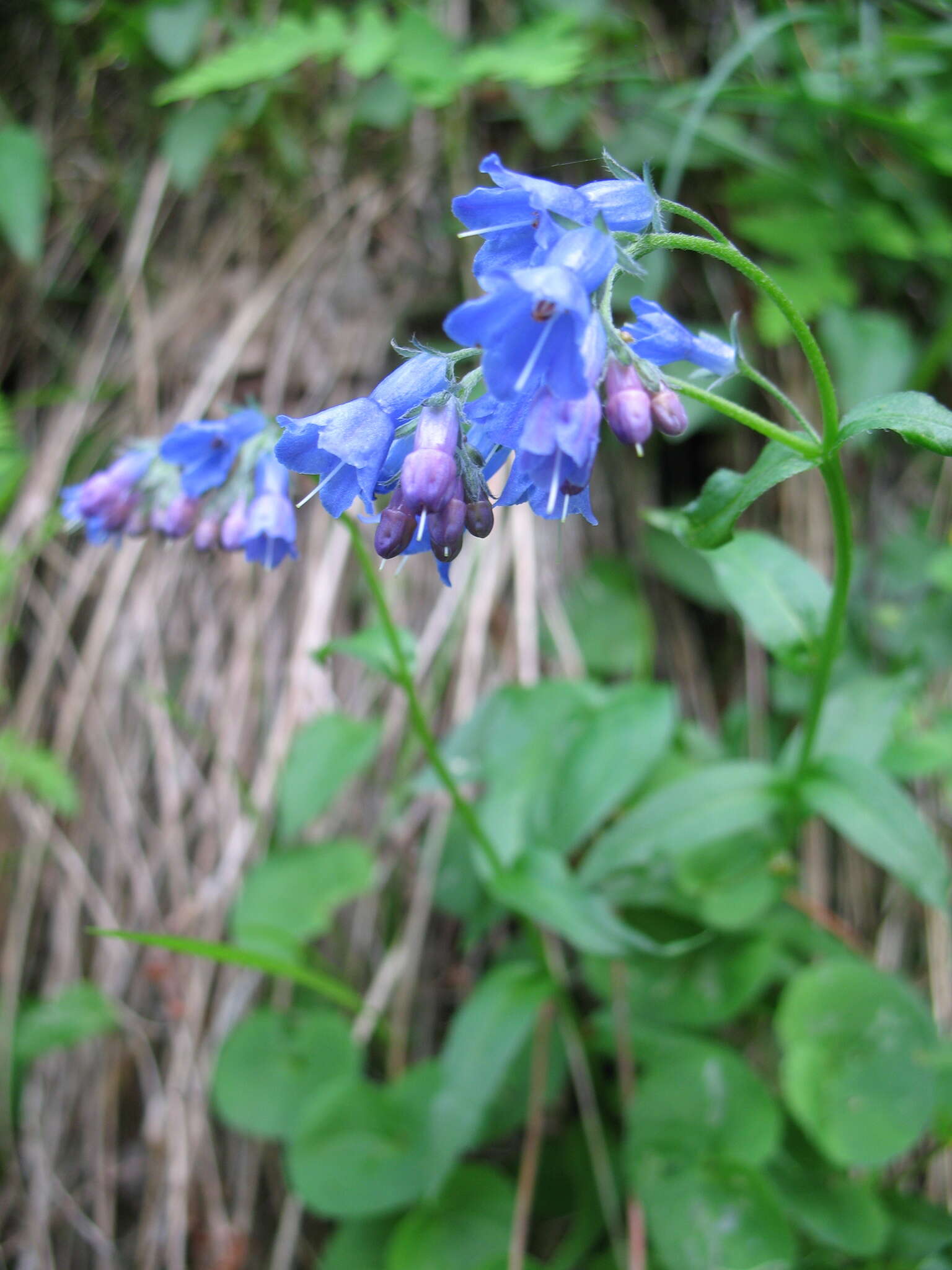 Image de Mertensia stylosa (Fisch.) DC.