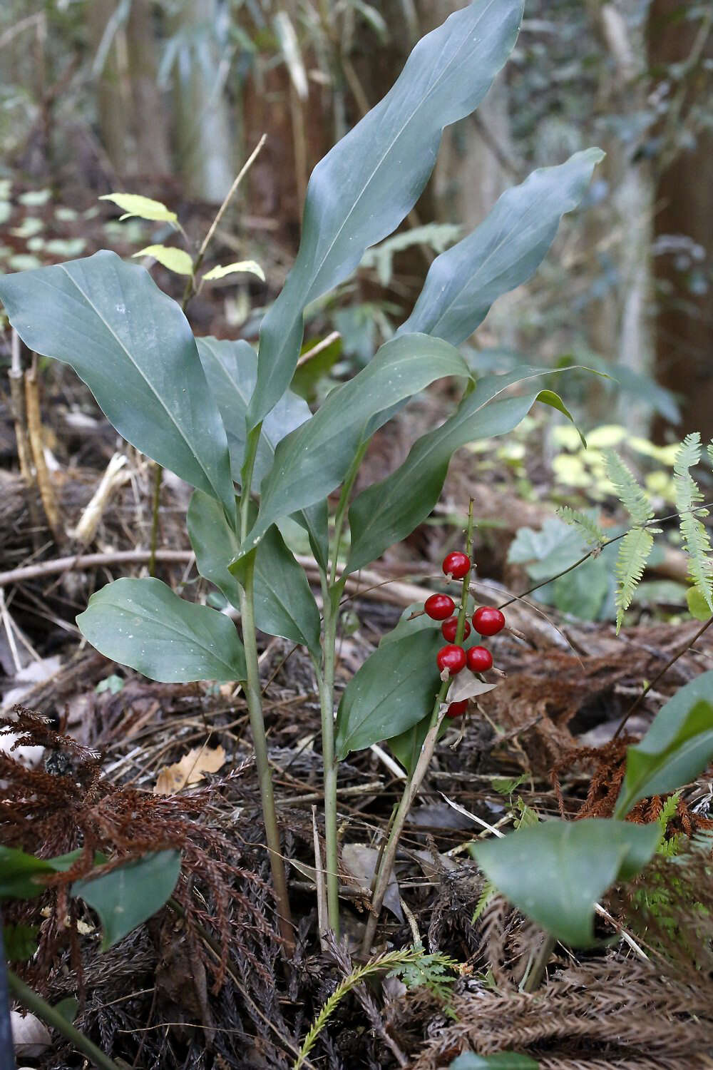 Imagem de Alpinia japonica (Thunb.) Miq.