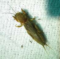 Image of Northern Mole Crickets