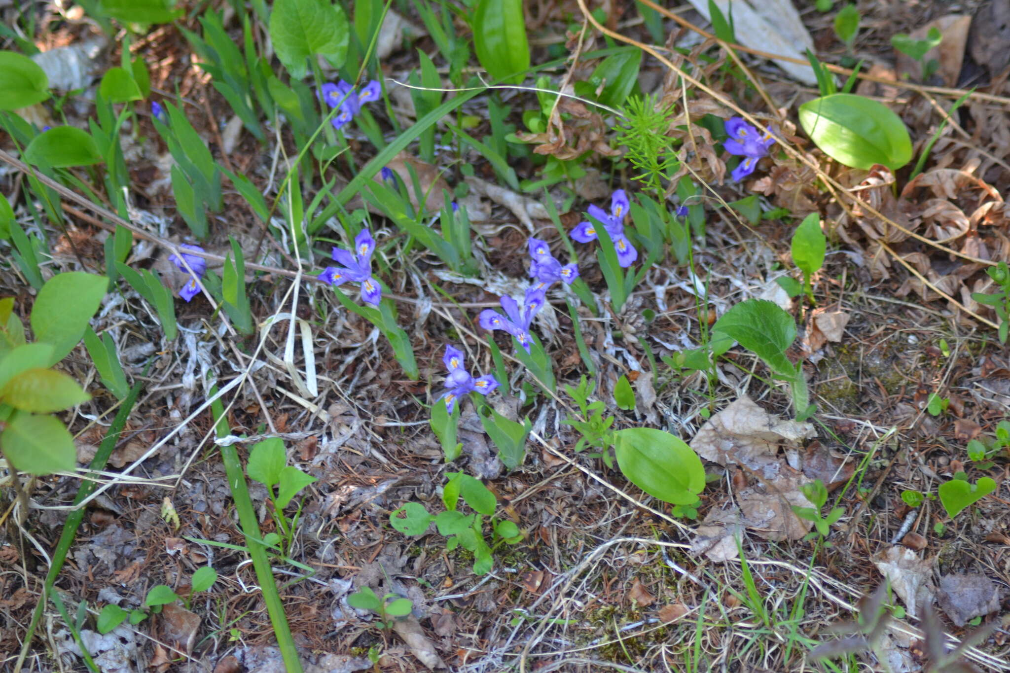 Image of dwarf lake iris